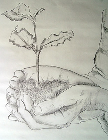Seedling - Sketch