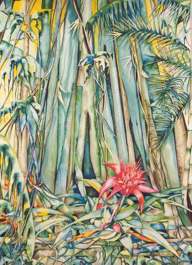 Rainforest Binna Burra by Giselle
