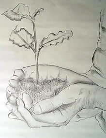 Seedling - Sketch