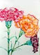 Carnation - Watercolour