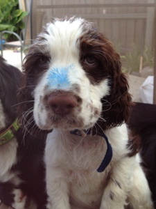 Springer Spaniel ( Magic )