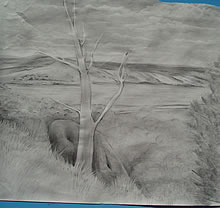 Sketch Tasmania Tree