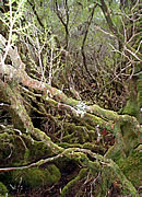 Cradle Mountains